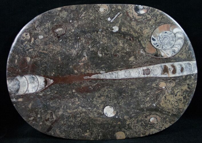 Oval Orthoceras & Goniatite Fossil Plate #11865